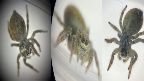 Macaroeris nidicolens